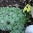Draba longisillqua